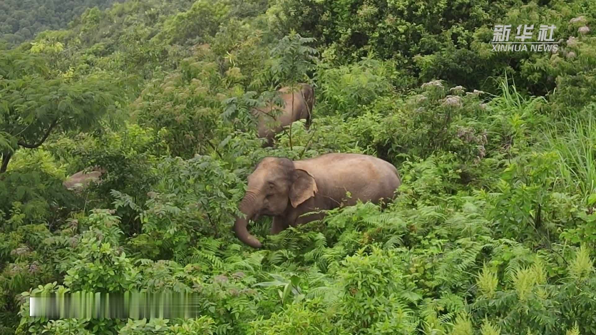 云南北移亚洲象群重启传统栖息地生活