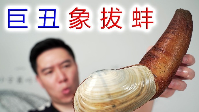 试吃奇丑无比的象拔蚌，刺身极品，好吃到无法用言语形容