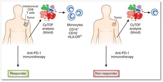 ▲这篇文章的研究思路示意图，通过CyTOF技术来分析Anti-PD1免疫治疗有反应的患者（responder）和无反应患者（non-responder）的血液中的细胞，对比分析，发现黑色素瘤患者血液中存在高含量的典型单核细胞（CD3–CD19–CD14+CD16–HLA-DRhi）可以预测抗PD1抗体治疗的效果（图片来自Nature）