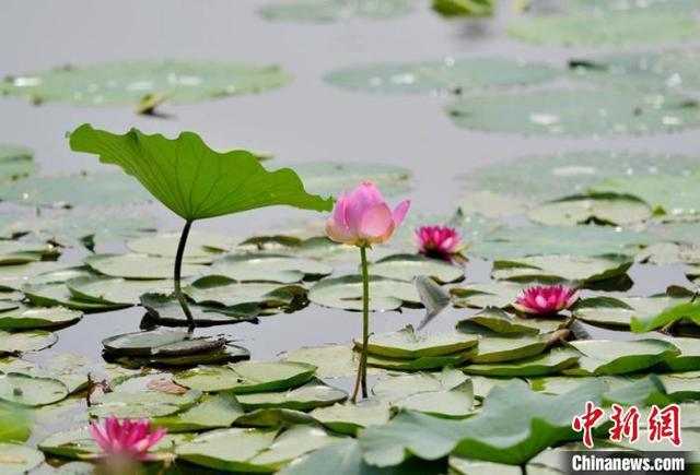 据悉,南湖公园栽植的荷花是东北红莲。 张瑶 摄