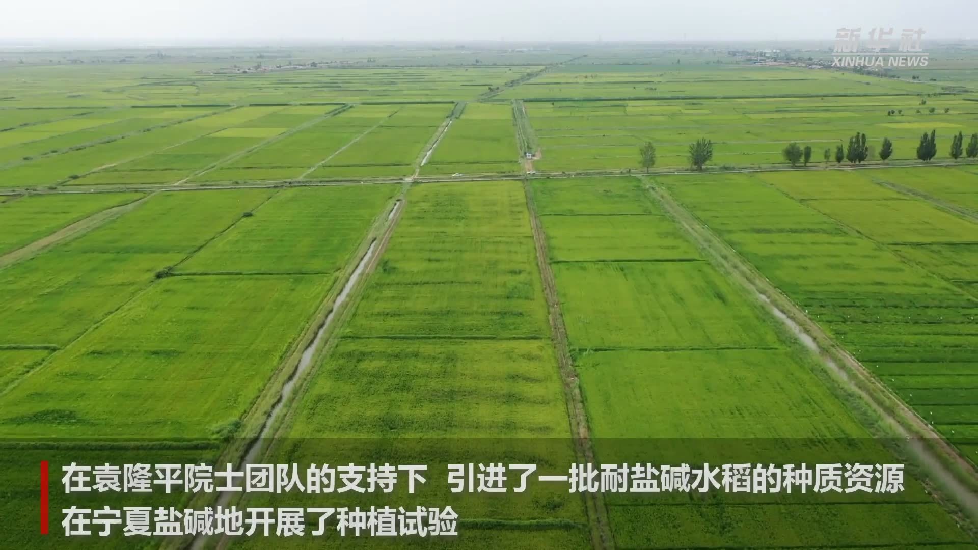 袁隆平海水稻种植模式在宁夏生根发芽