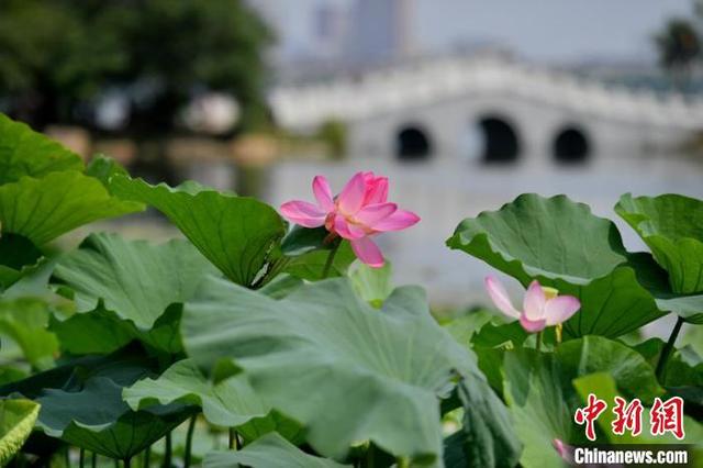 南湖公园内的荷花吸引了大量游客前来观赏。 张瑶 摄