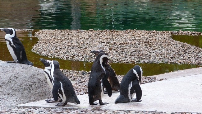 自闭了 防疫致游客减少 企鹅出现心理问题