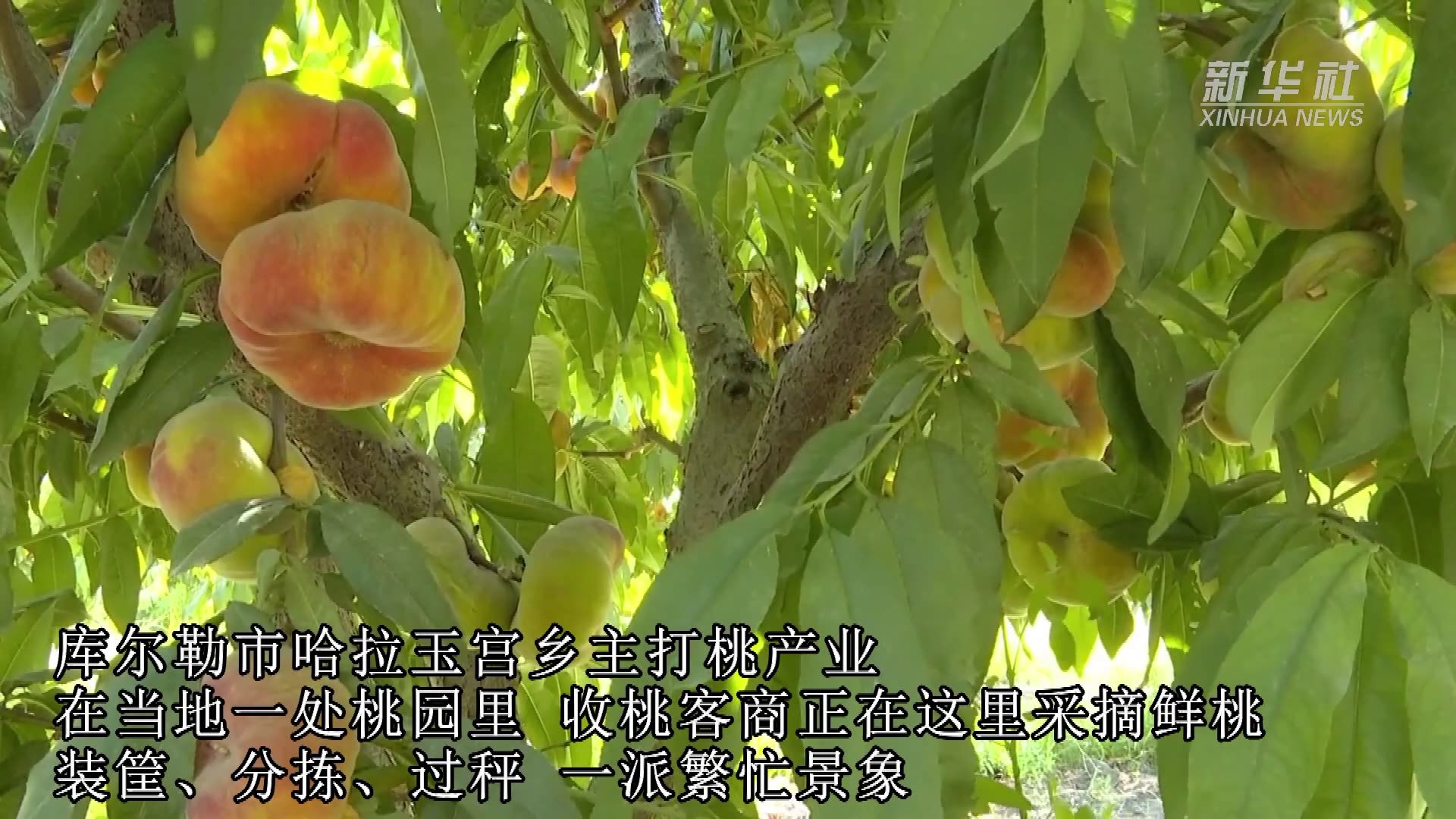 新疆库尔勒市：鲜桃产业助力乡村振兴