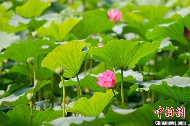 南湖公园内的荷花吸引了大量游客前来观赏。 张瑶 摄