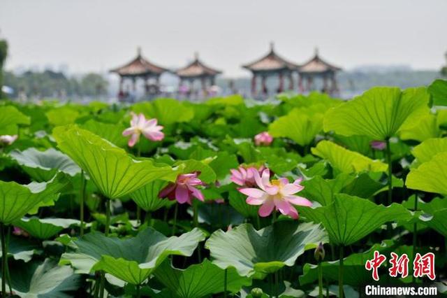南湖公园内的荷花吸引了大量游客前来观赏。 张瑶 摄