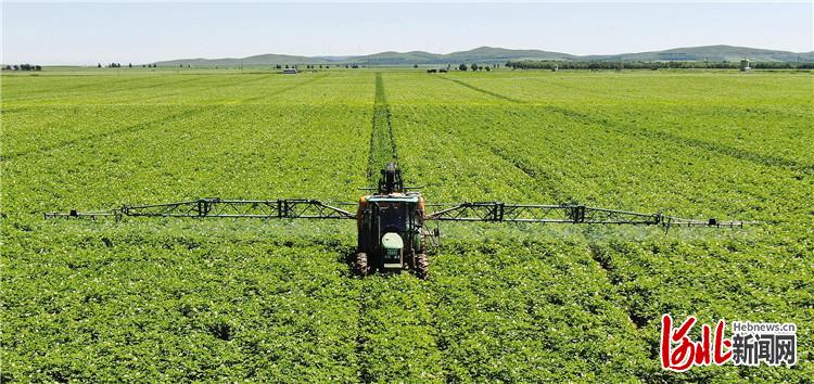 8月7日，张家口市塞北管理区现代化农业种植基地的工作人员在利用机械设备喷洒杀虫剂（无人机照片）。