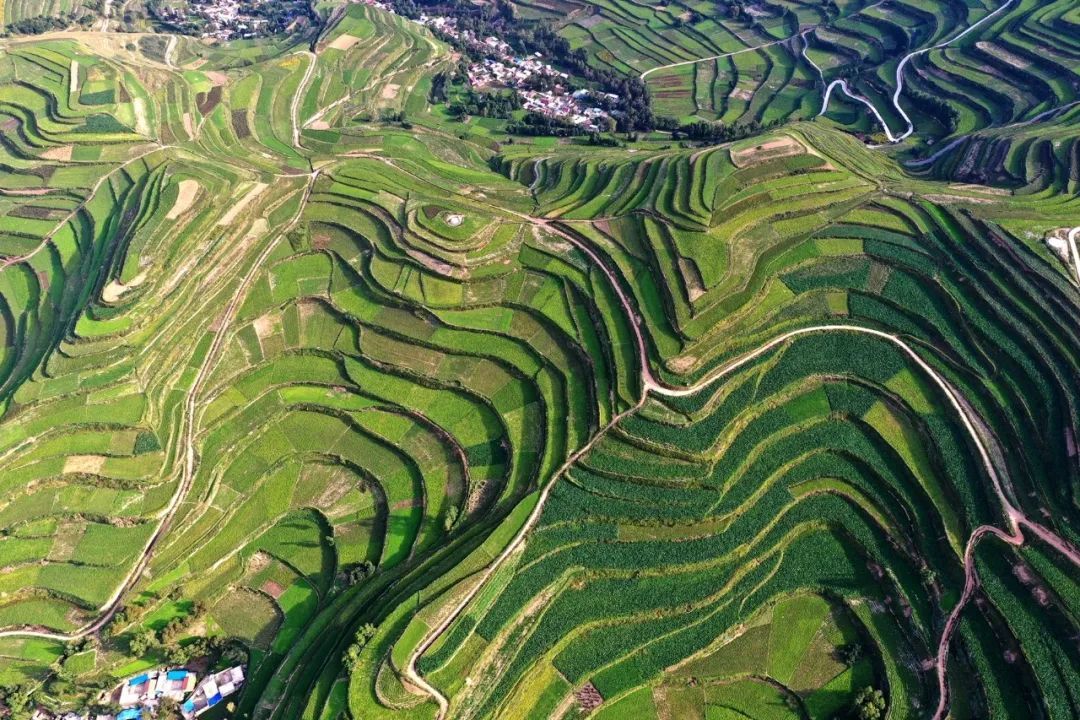 ▲宕昌县拉路梁万亩中药材种植基地。