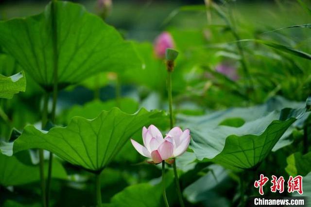 据悉,南湖公园栽植的荷花是东北红莲。 张瑶 摄