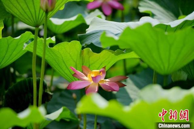 南湖公园内的荷花吸引了大量游客前来观赏。 张瑶 摄