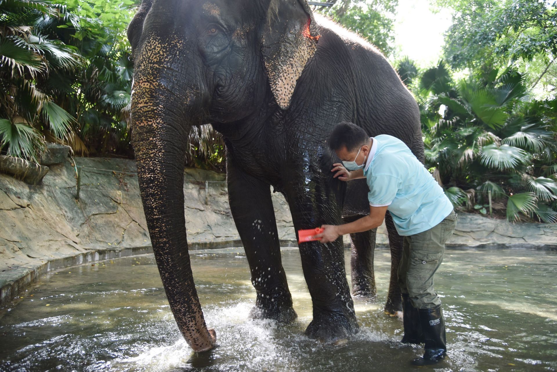 大象群聚集在氤氲的水边用长长的鼻子喝着水冲刷着身体