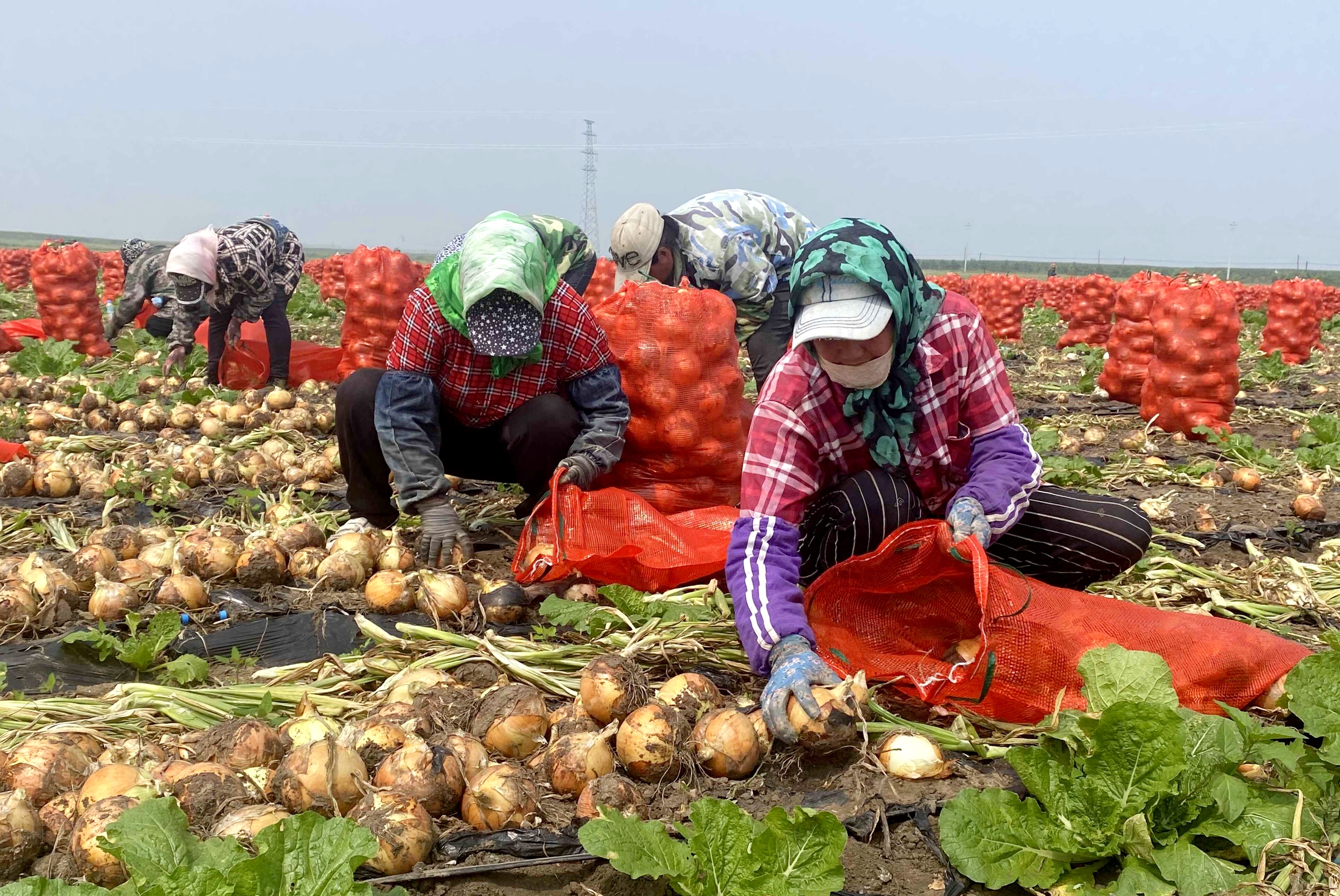 洋葱之乡1500亩洋葱丰收了销往国内多地