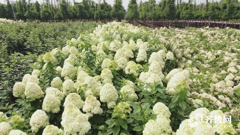 潍坊昌邑这里十万余株圆锥绣球花开正盛凤凰网山东_凤凰网