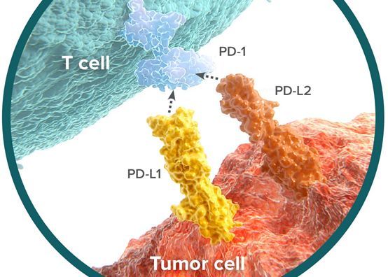 换句话说，对接受PD-1/PD-L1抗体单药治疗的常见实体瘤患者而言，至少70%患者是无效的。如果在治疗后4个月（16周）后才给出PD-1/PD-L1抗体治疗无效的判断，可能耽误大部分患者的后续治疗。PD-1/PD-L1抗体疗效评价的困境在2016年美国临床肿瘤学会（ASCO）年会摘要中也有所反映。
