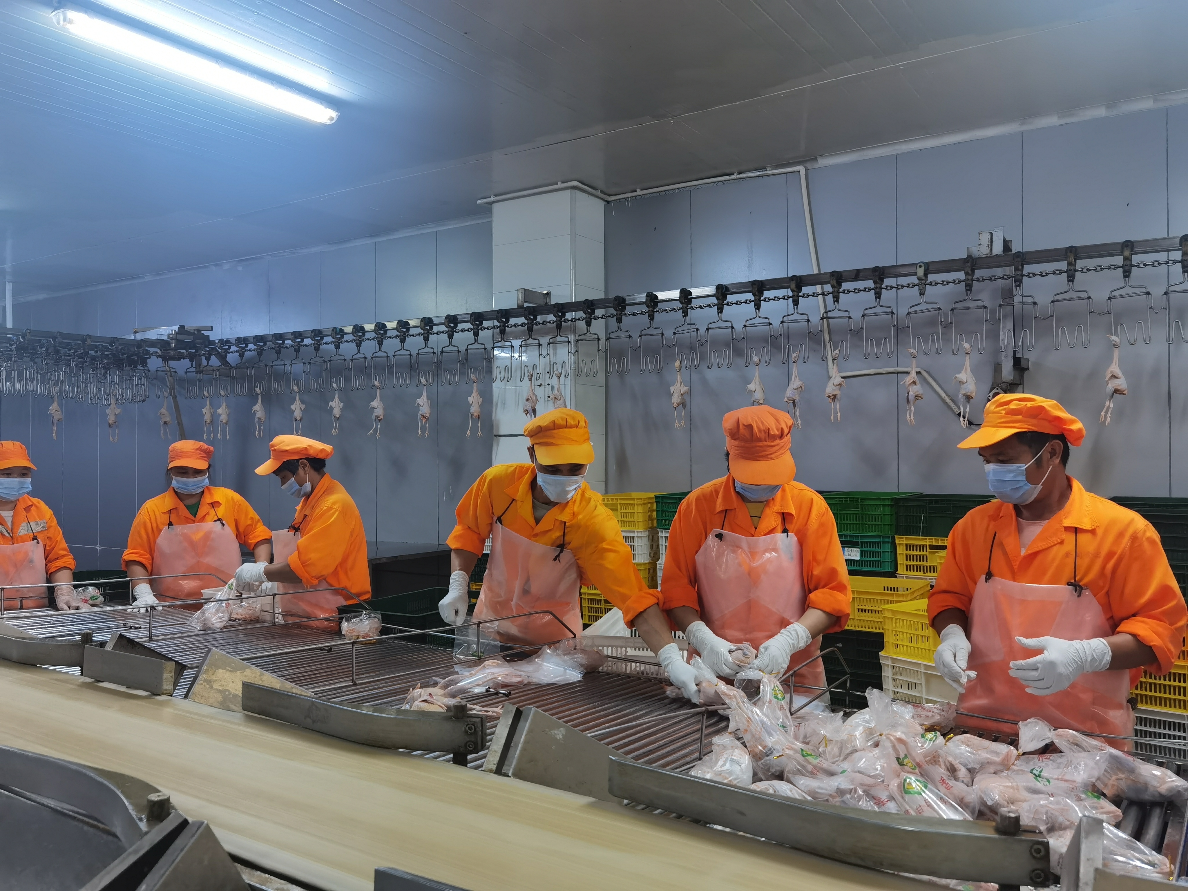 斗门鸡鸭“飞”进港澳千万家 斗门生态农业园一企业家禽产品占澳门市场三成份额