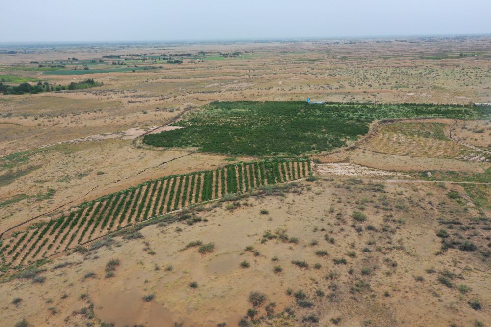 这是方志利经营的桃园（8月18日摄，无人机照片） 新华社记者 杜哲宇 摄