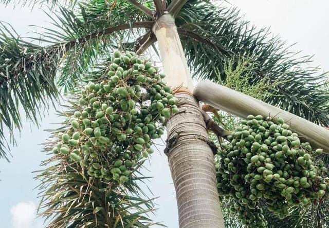 (槟榔树/图源:图虫创意)