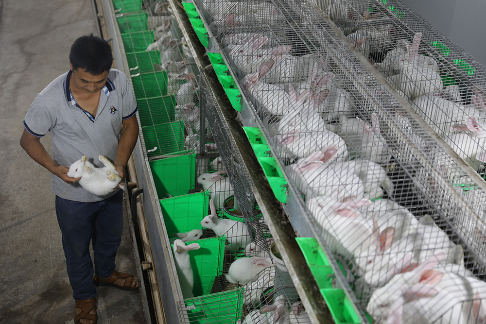 图为位于普子镇的鲁渝协作肉兔产业基地的饲养员正给兔子喂食廖唯 摄