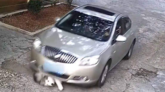 司机疑故意将狗碾压致死 主人：至今未收到道歉