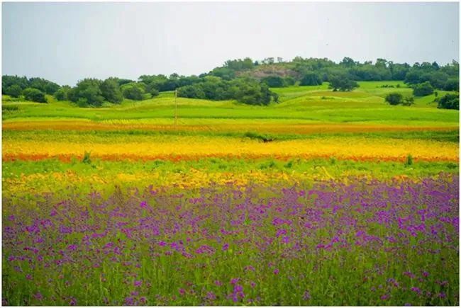 古诗词中凉州的春天：万紫千红，鸟语花香