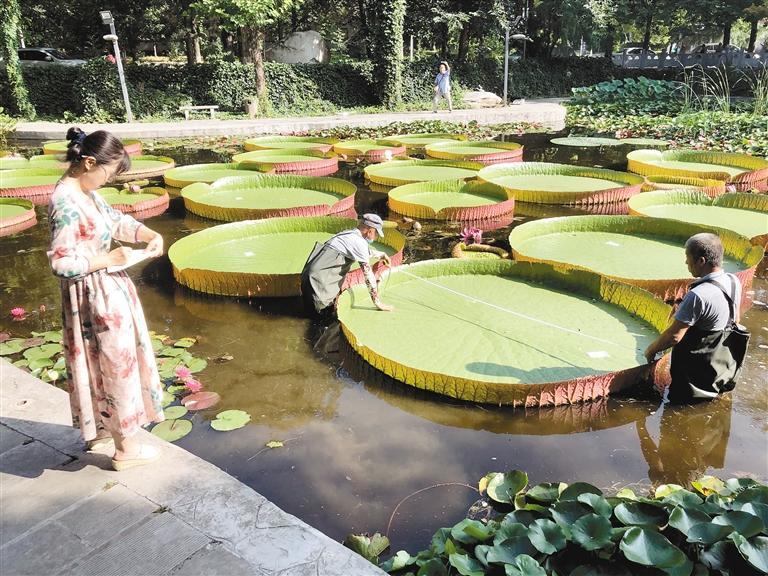 工作人员正在测量王莲尺寸 记者 张佳 摄