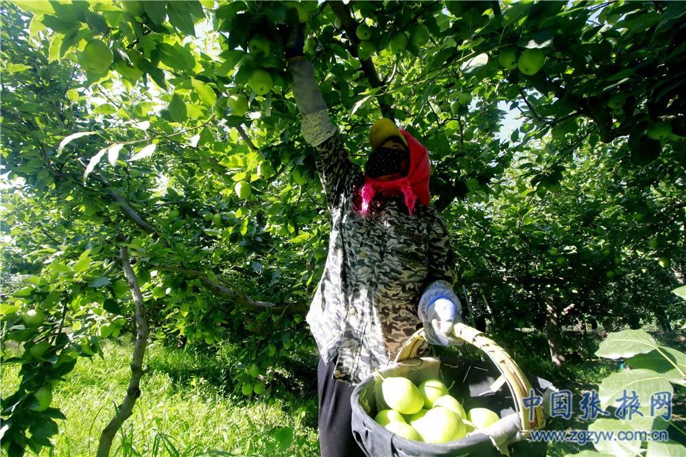 祁连山下千亩果园喜丰收 张掖农民收到甜蜜“梨”物