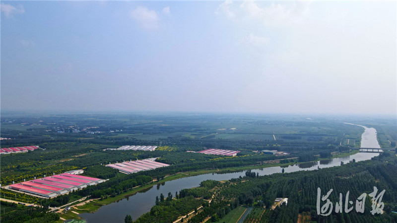 目前威县沿八支渠形成梨产业聚集区，沿金沙河初步形成畜禽产业聚集区，打造了省级美丽乡村精品村金鸡小镇。河北日报记者赵永辉摄影报道