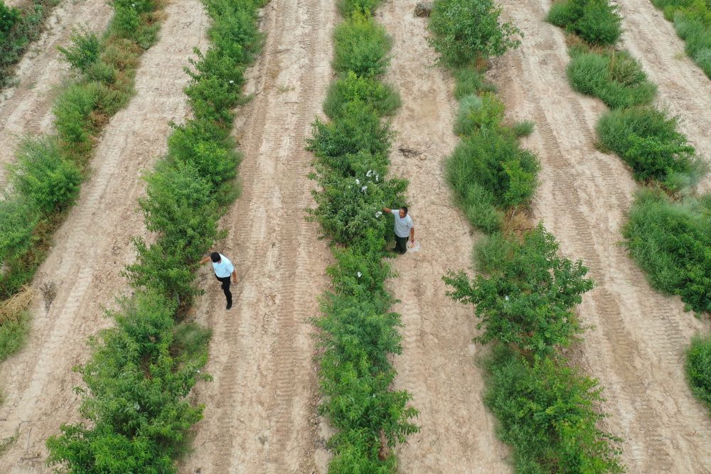 8月18日，方志利（左）和村民在桃园里劳作。新华社记者 杜哲宇 摄