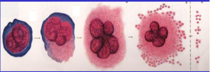 原始巨核细胞→幼稚巨核细胞→颗粒巨核细胞→产板巨核细胞→成熟血小板