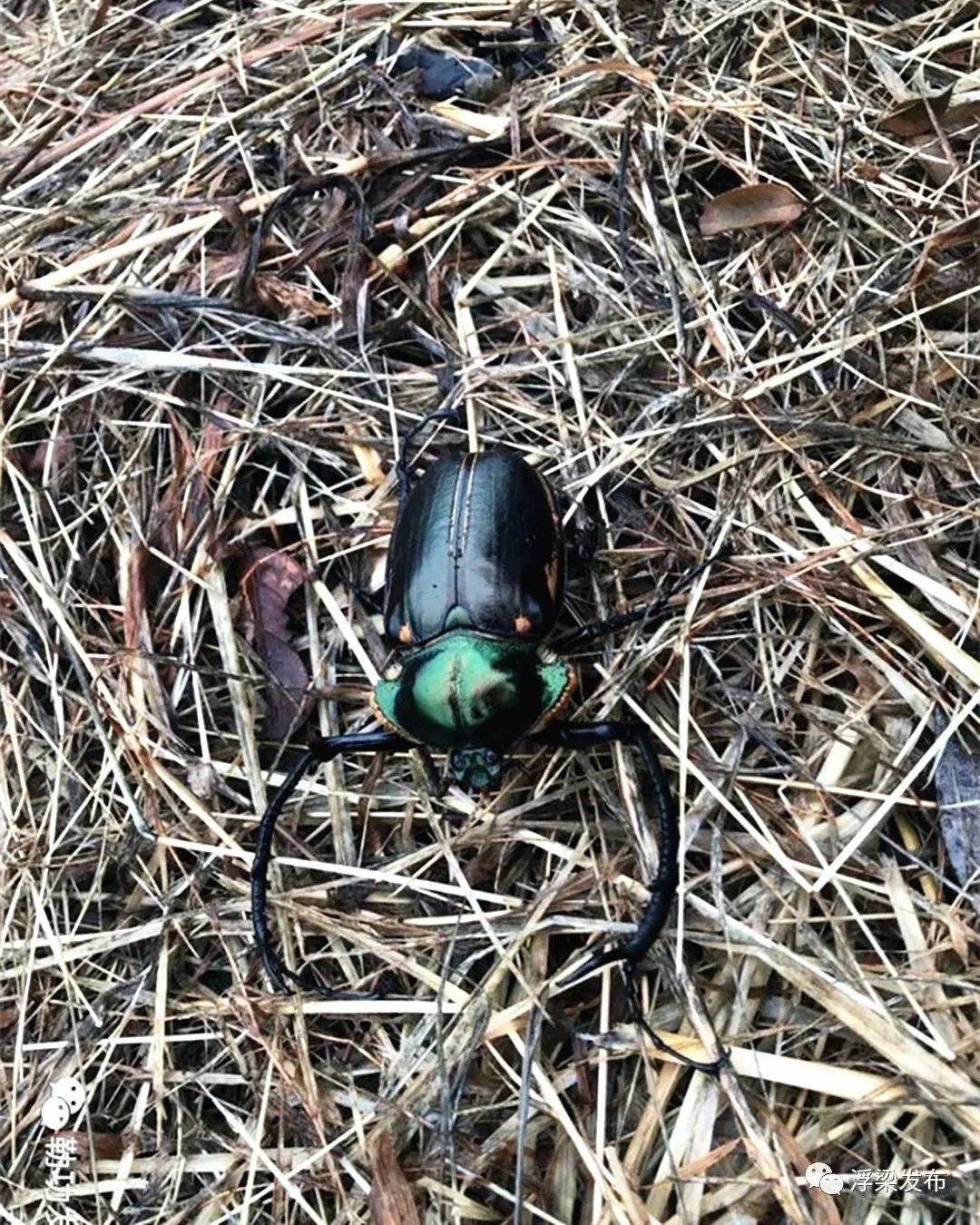 浮梁县勒功乡发现的这只甲虫,是国家二级保护动物