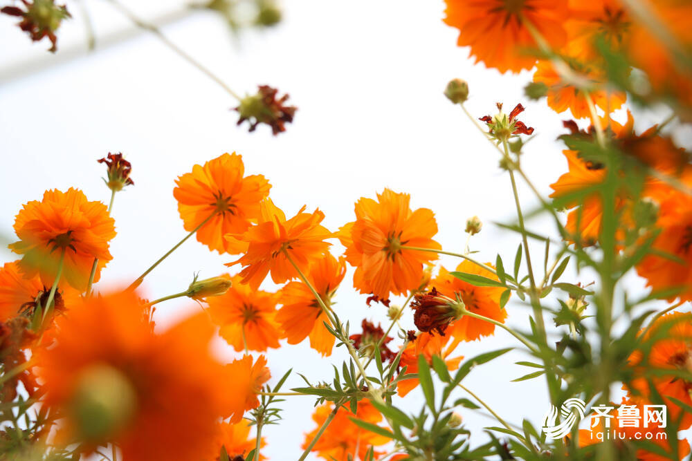 最美 活力橙 硫华菊花海绽放济南黄河岸边 凤凰网