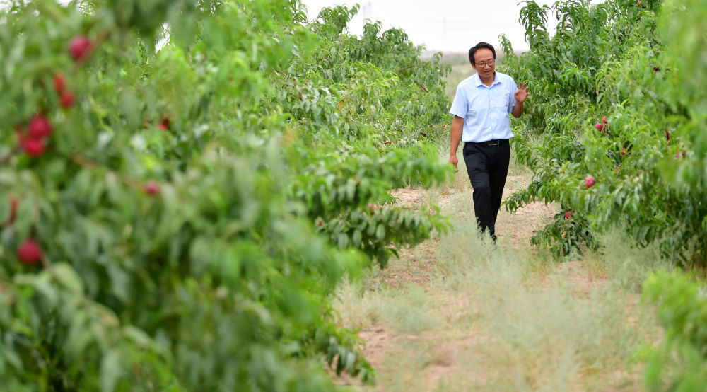 8月18日，方志利在查看桃子生长情况。新华社记者 陈斌 摄