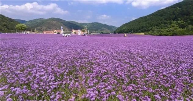 初秋庆阳 百花绽放 风光旖旎 凤凰网