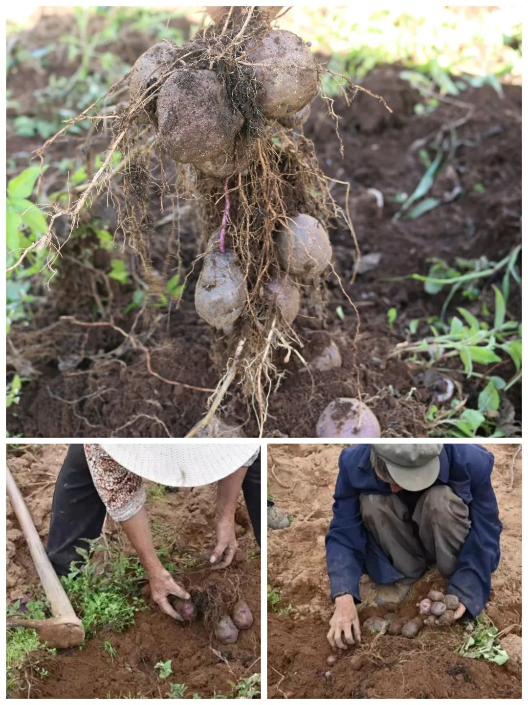 泰州海陵：2000亩紫荷芋丰收，特色品种种植助村民增收_国内新闻_泰州广播电视台