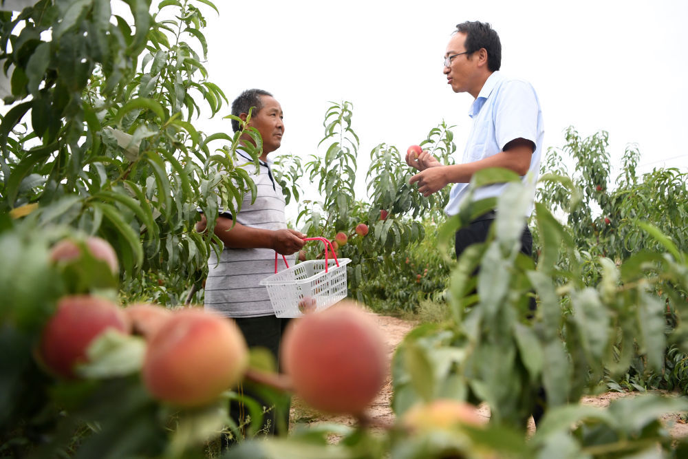 8月18日，方志利（右）和村民交流桃子采摘情况。新华社记者 陈斌 摄