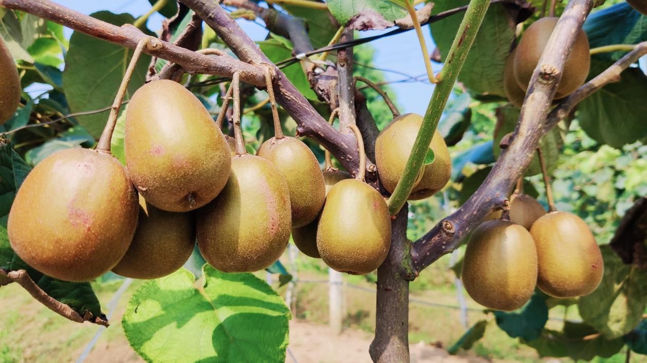 (长势良好的猕猴桃 段鹏飞 摄)