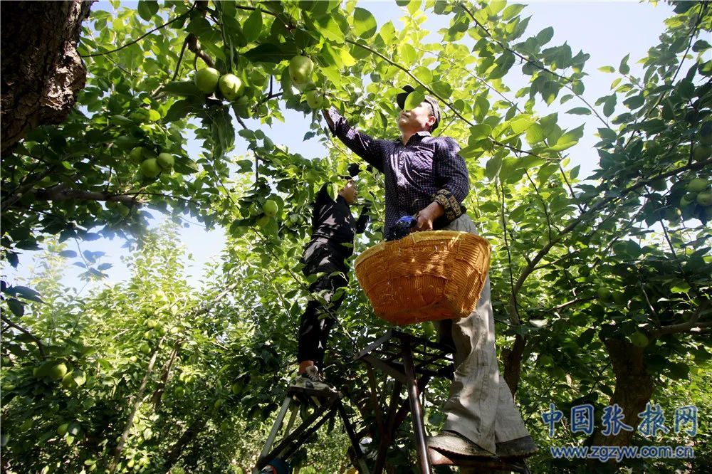 祁连山下千亩果园喜丰收 张掖农民收到甜蜜“梨”物