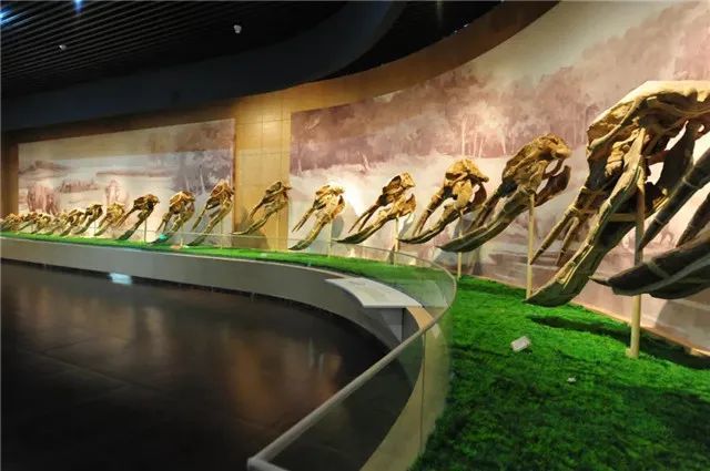 和政古动物化石博物馆