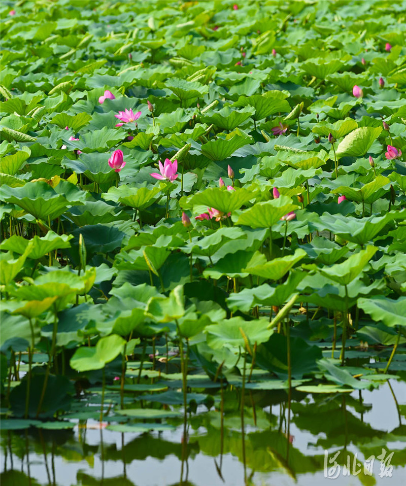 2021年8月16日拍摄的河北省威县金沙河“十里荷塘”景观。河北日报记者赵永辉摄影报道