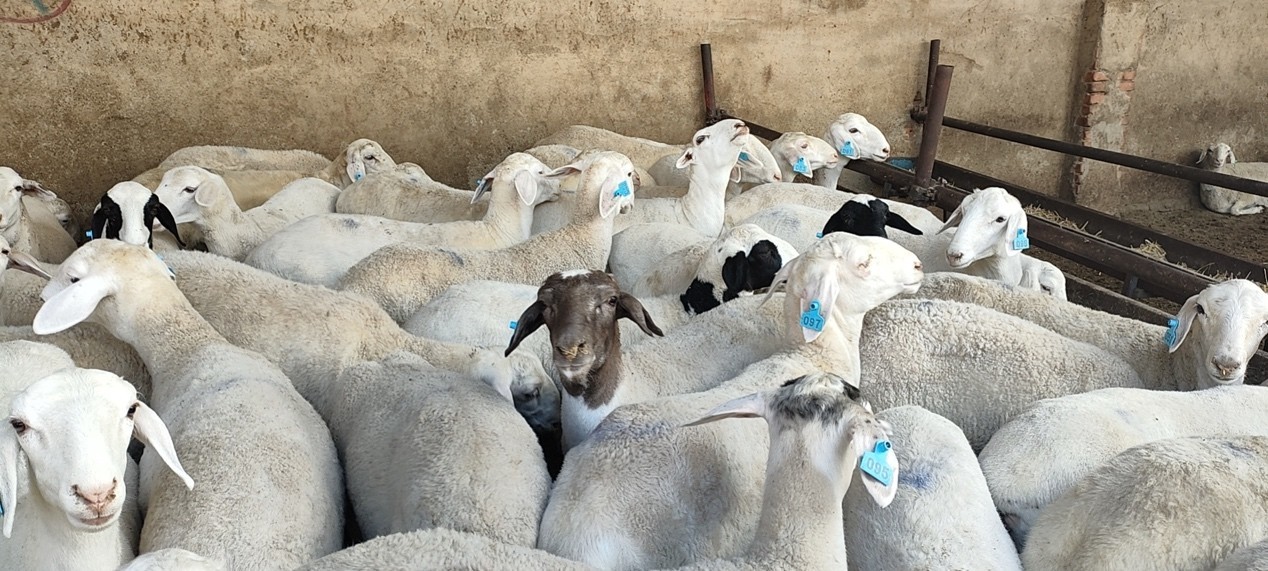资源共享时代 中农牧业互联网共享养羊来了