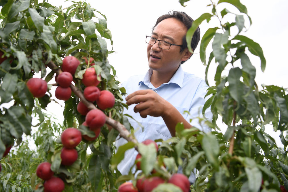 8月18日，方志利在查看桃子生长情况。新华社记者 陈斌 摄