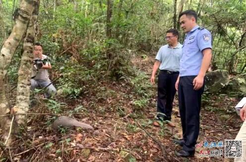 放生穿山甲（图片来自警方）