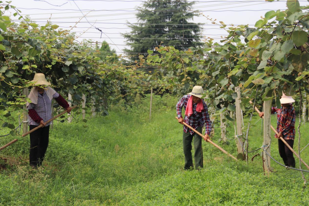 安徽肥西铭传乡:生态农业助力乡村振兴凤凰网安徽_凤凰网