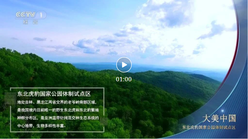 东北虎豹国家公园又上央视啦！快来看吧