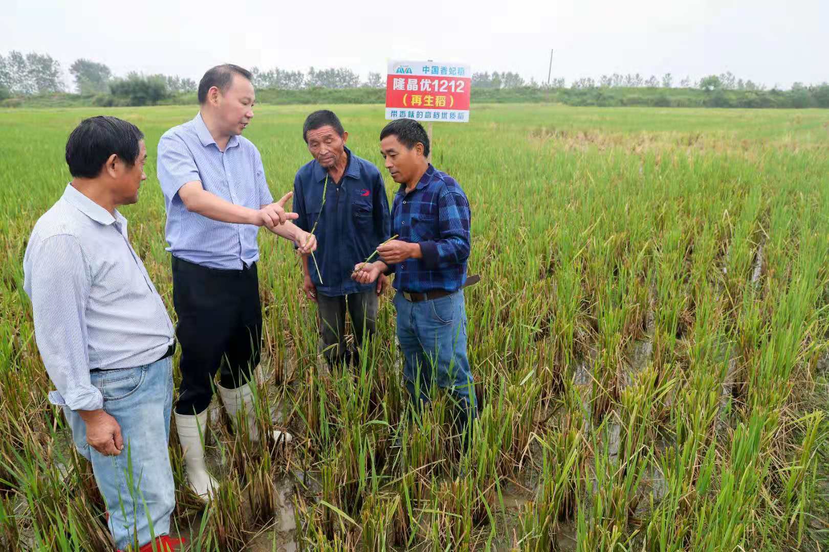 六安市霍邱縣再生稻助力糧食增產增收