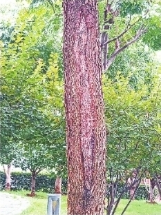 楚望台遗址公园樟树修复前后。王正华 摄