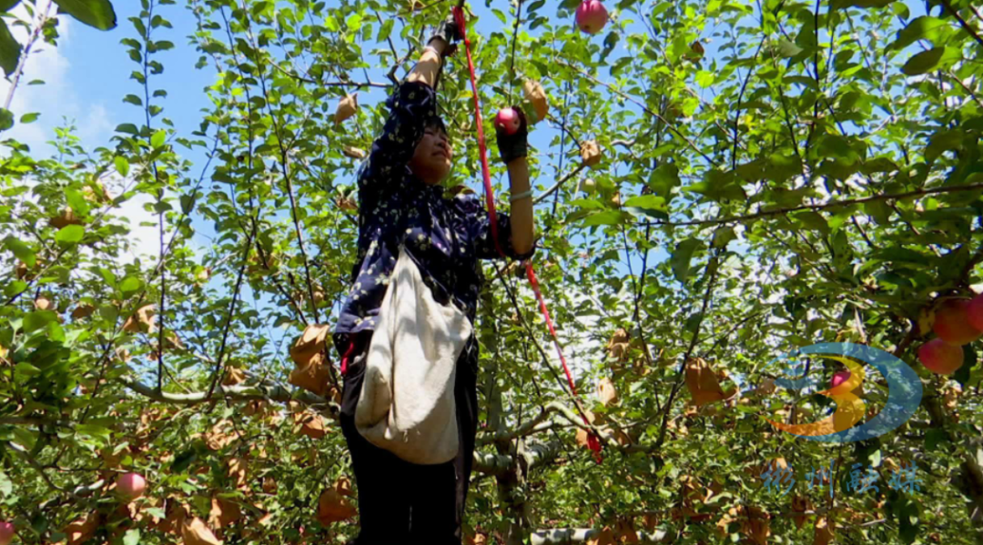 彬州3万亩早熟苹果抢鲜上市