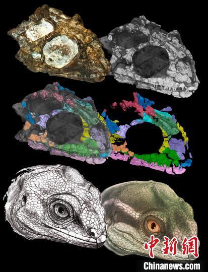 化石复原过程(图片来自Jorge Blanco,Gabriela Sobral及里卡多·马丁内斯)。 施普林格·自然 供图