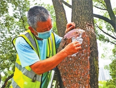 园林技术人员在东西湖区临空港大道为樟树植皮。