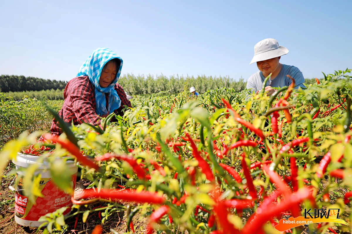 唐山玉田:订单辣椒促农增收